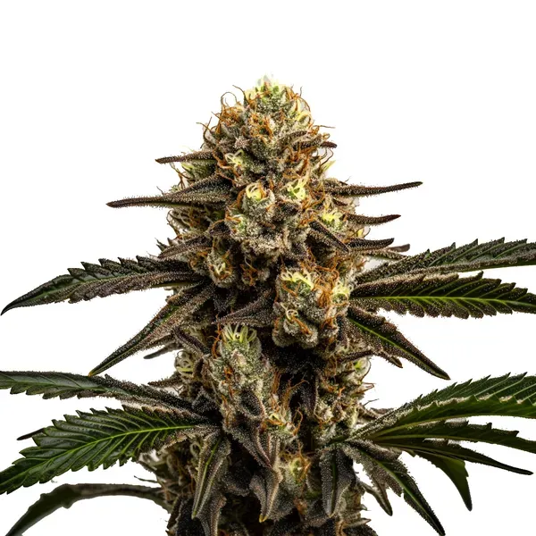 House420 Amnesia Kush x Apple Fritter – Feminisierte Samen